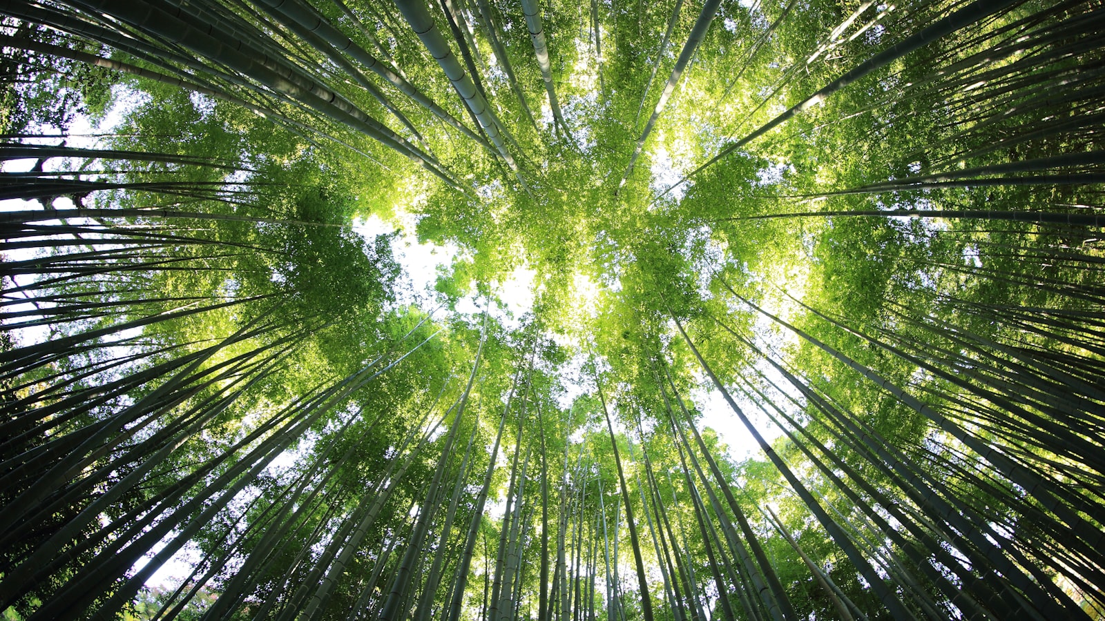 worms eye view of forest during day time